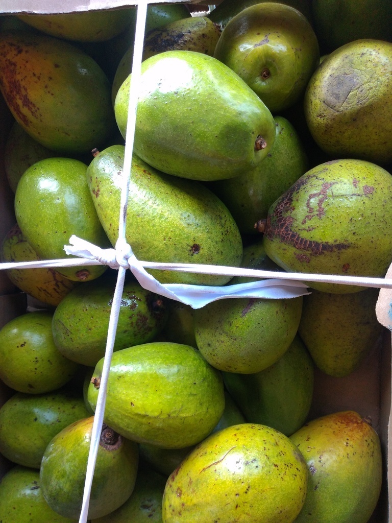 Aguacate papelillo