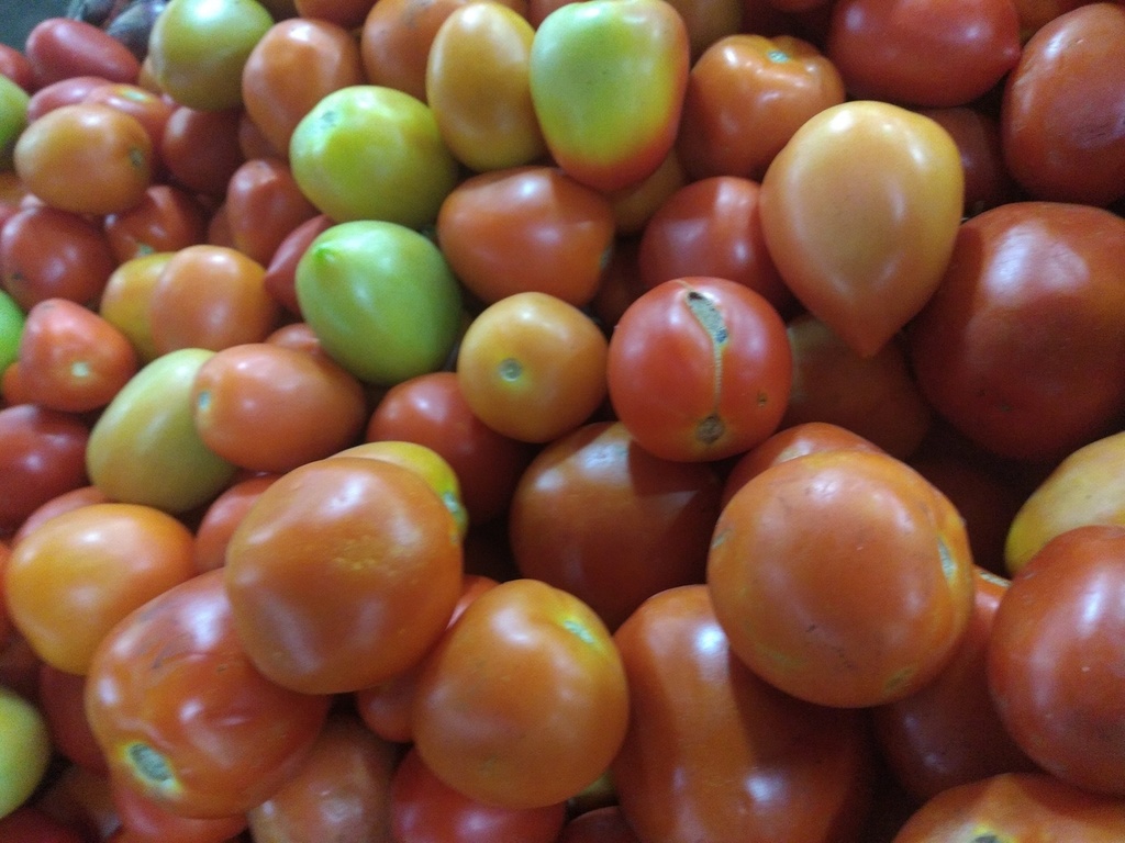Tomate