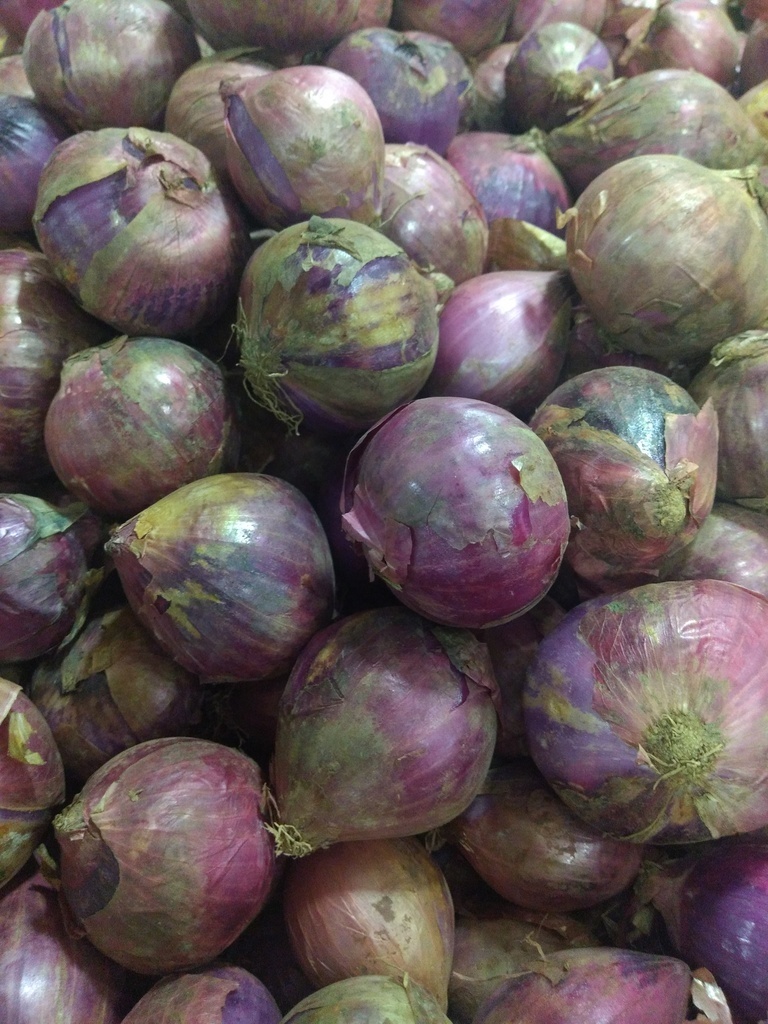 Cebolla