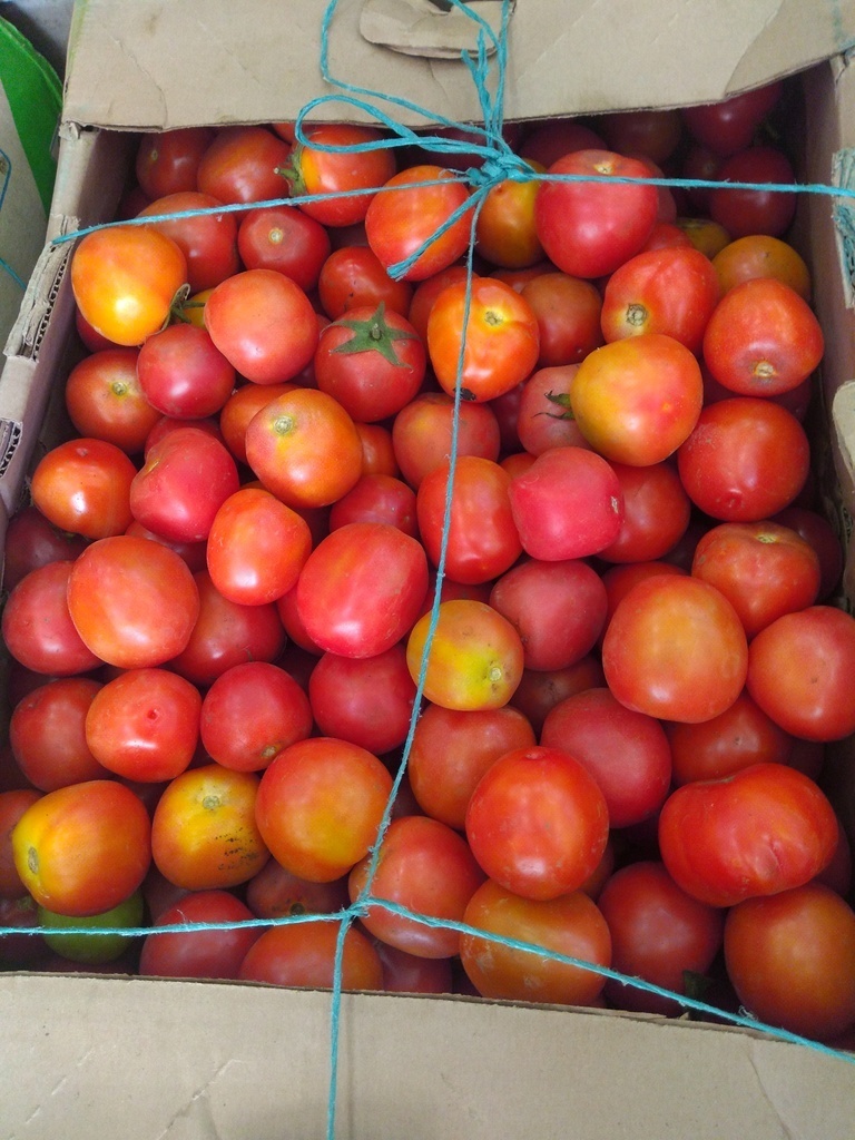 Tomate