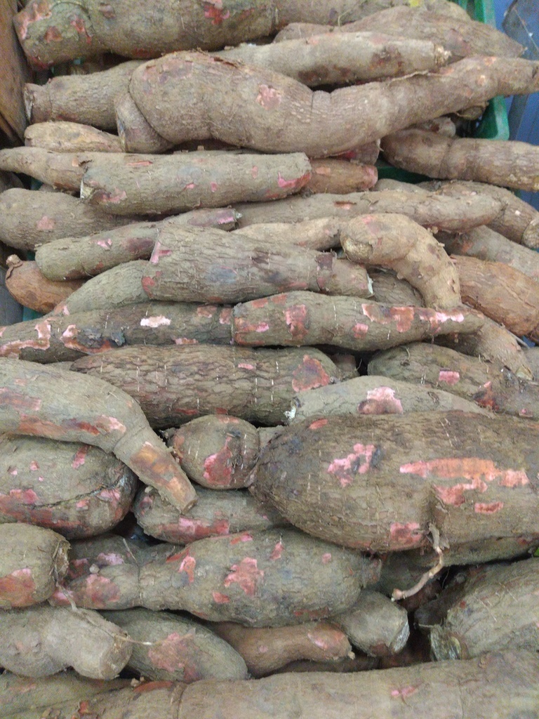 Yuca