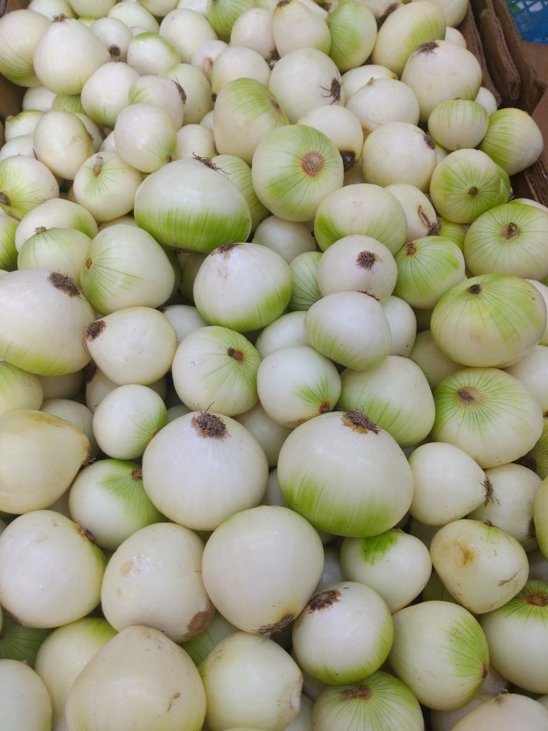 Cebolla blanca