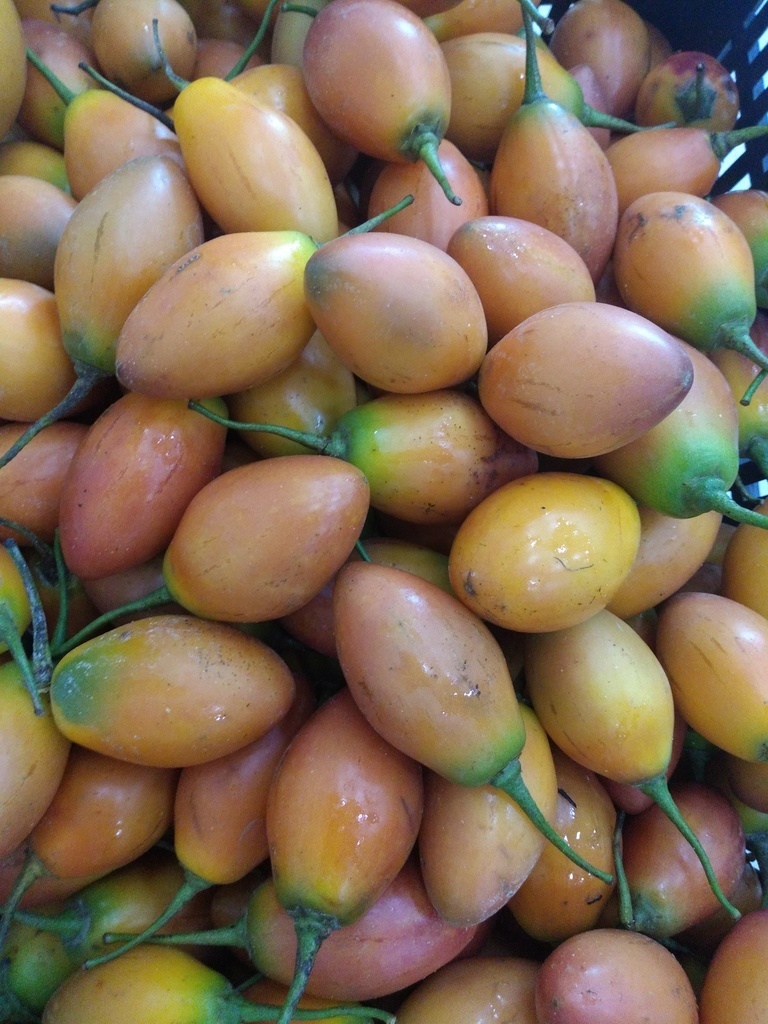 Tomate de árbol
