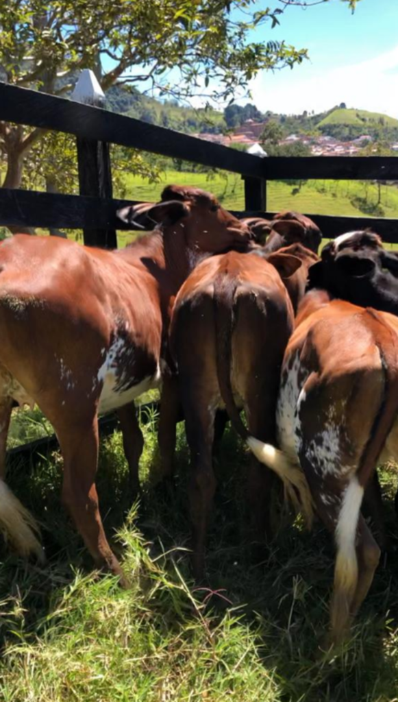 Terneras F1 Gyr x Holstein – Gyr x Jersey.