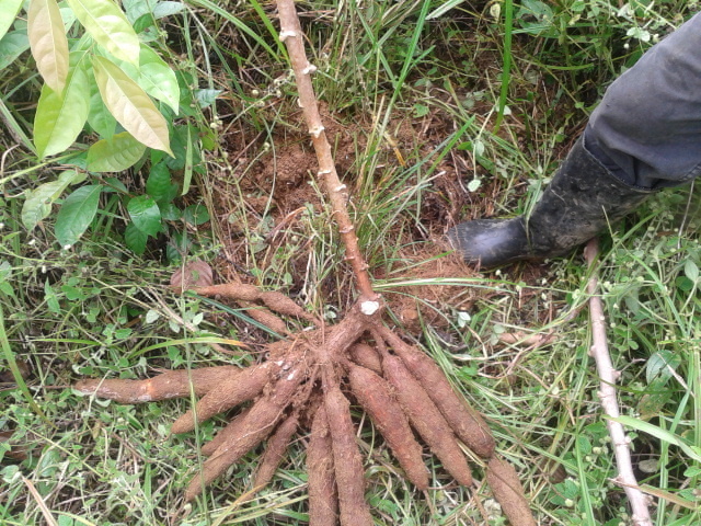 yuca