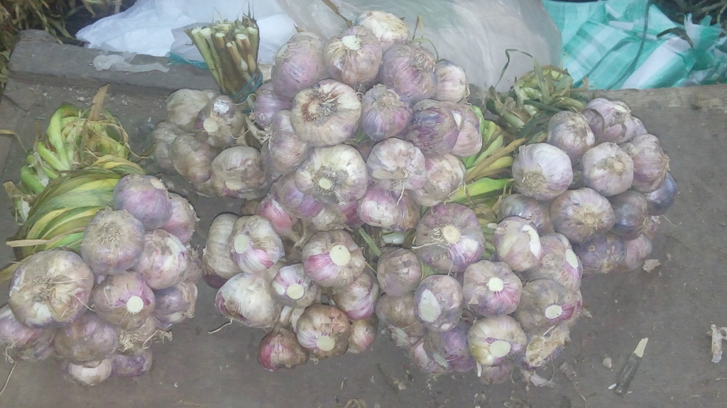 Ajo en rama