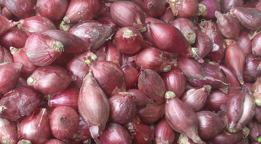 Cebolla ocañera grande