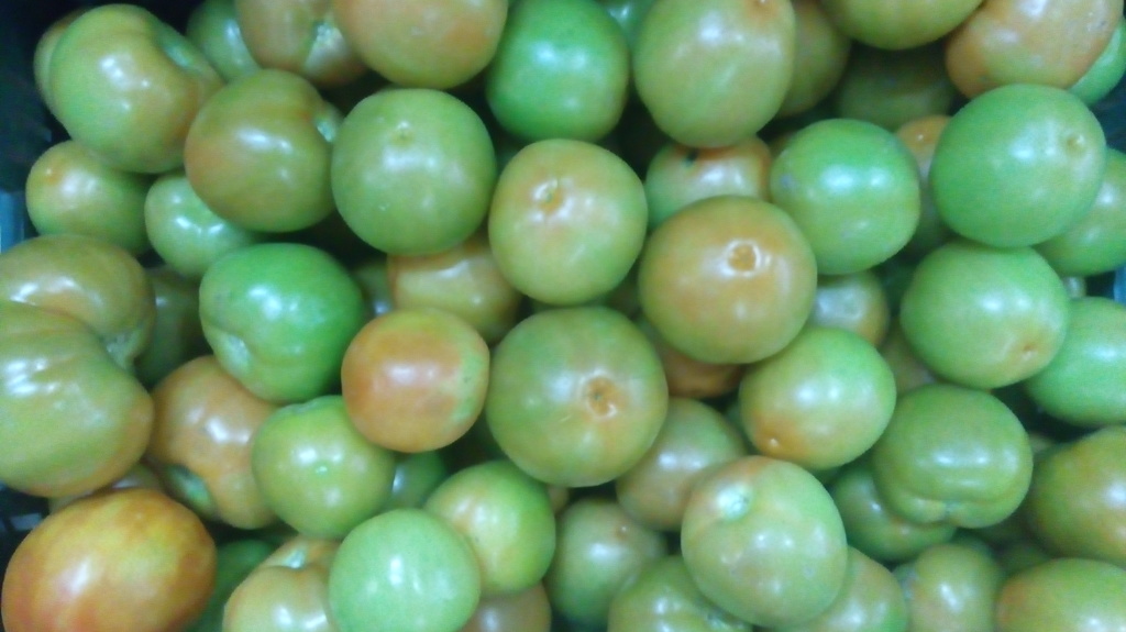 Tomate chonto