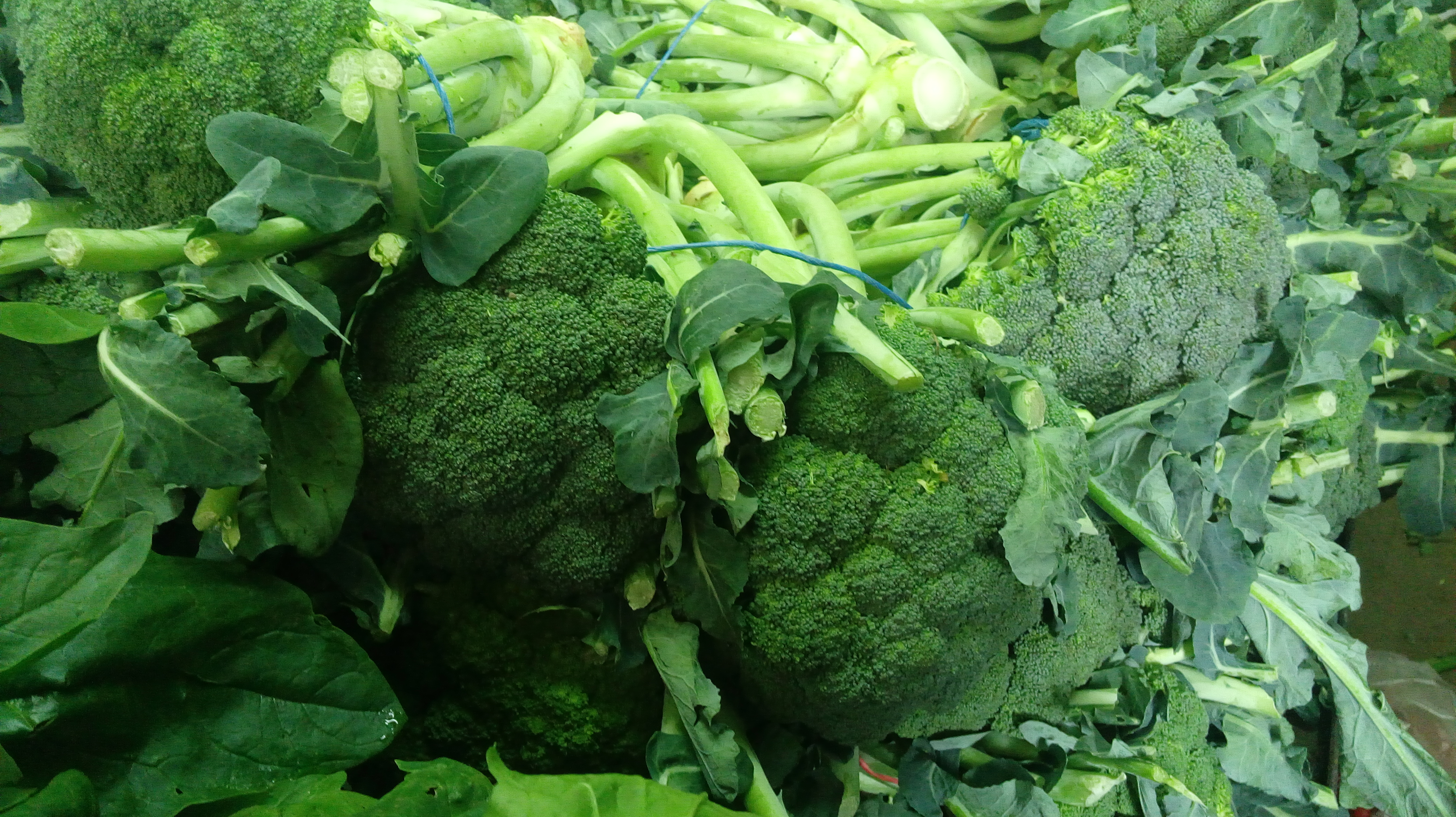 Brocoli