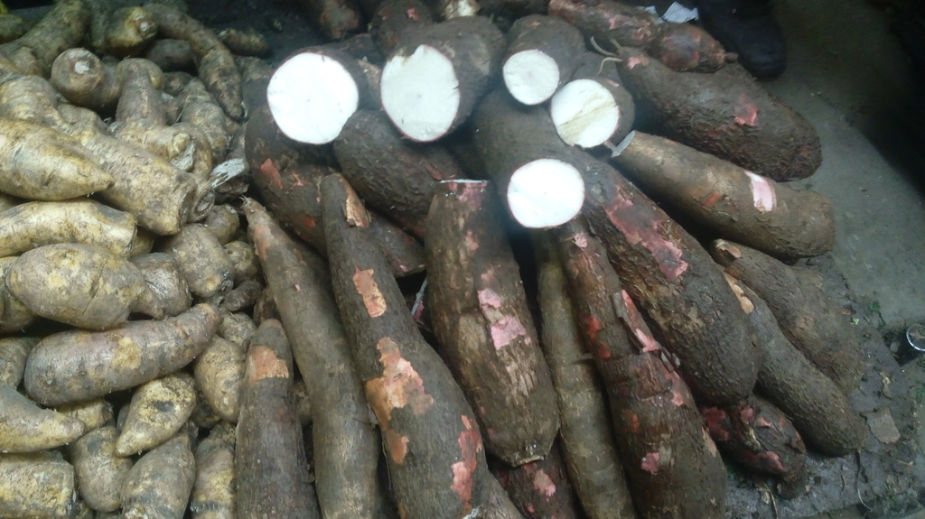 Yuca
