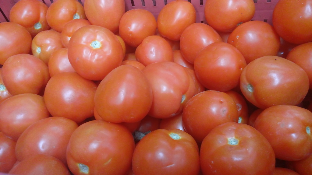 Tomate chonto
