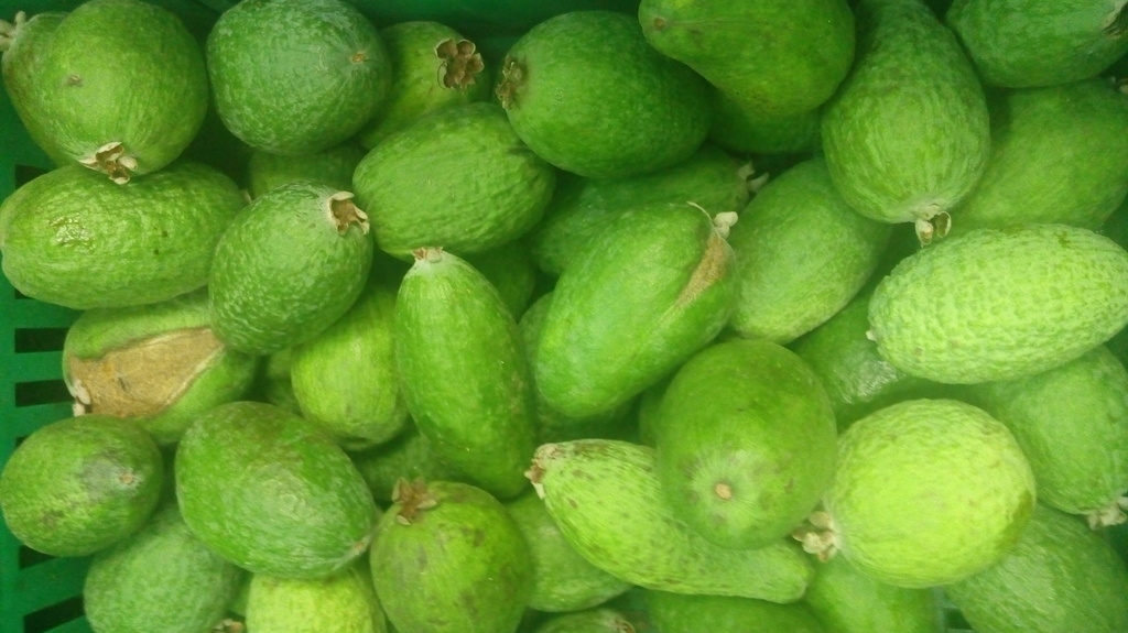 Feijoa