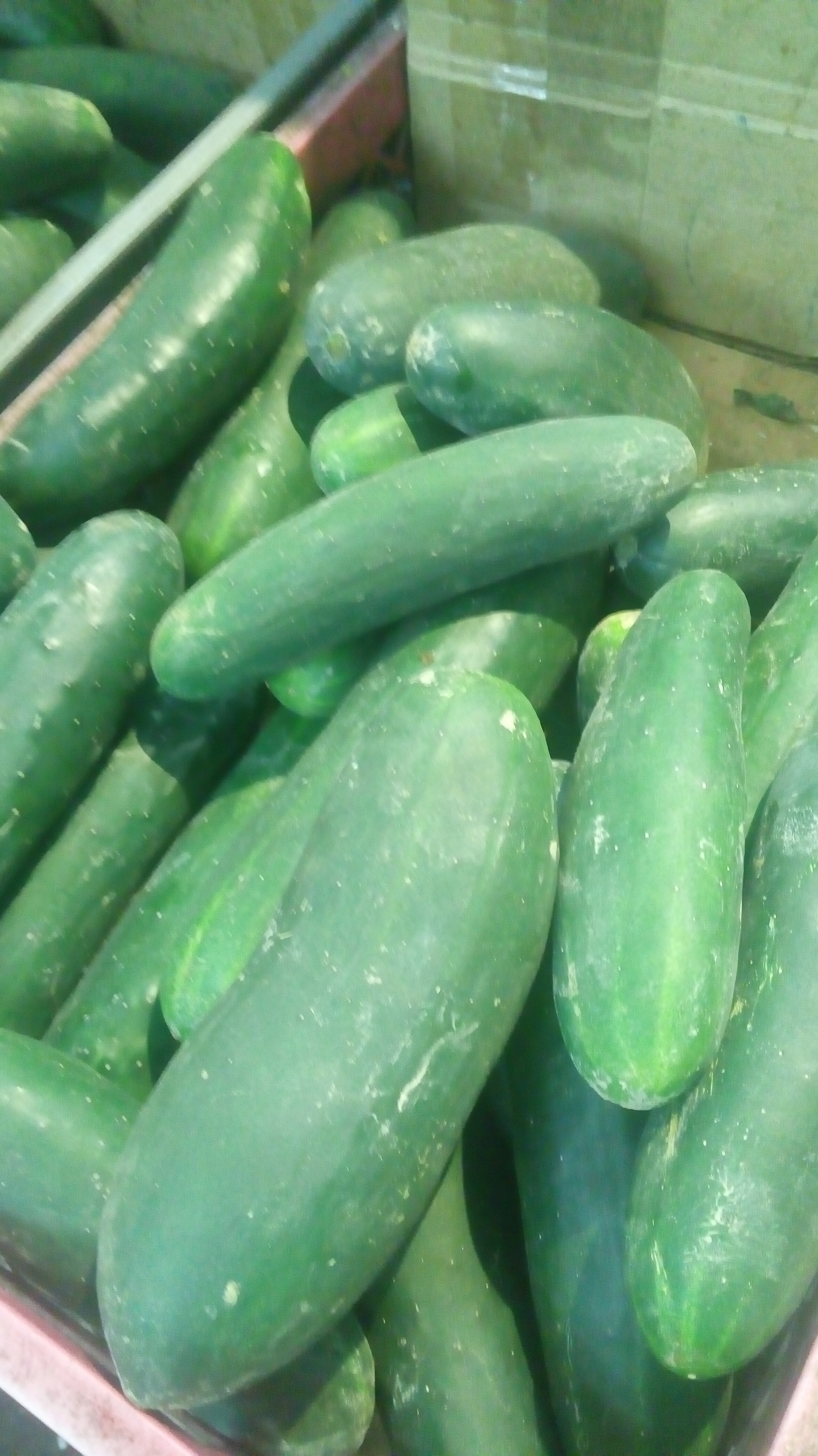 Pepino cohombro