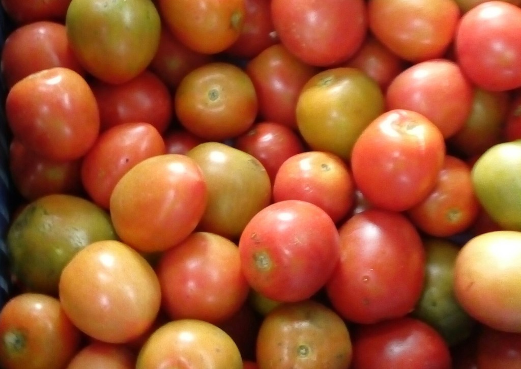 Tomate chonto