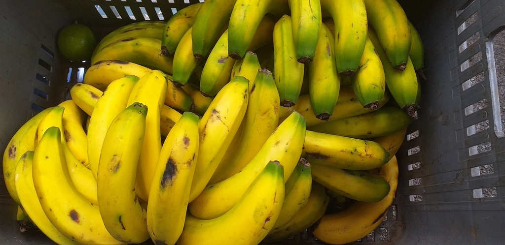 Banano criollo