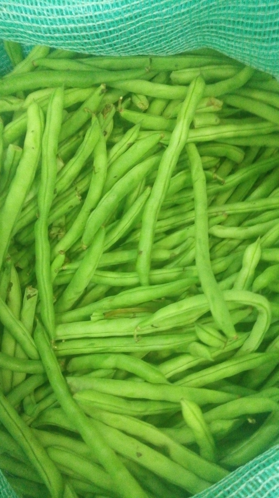 Habichuelas