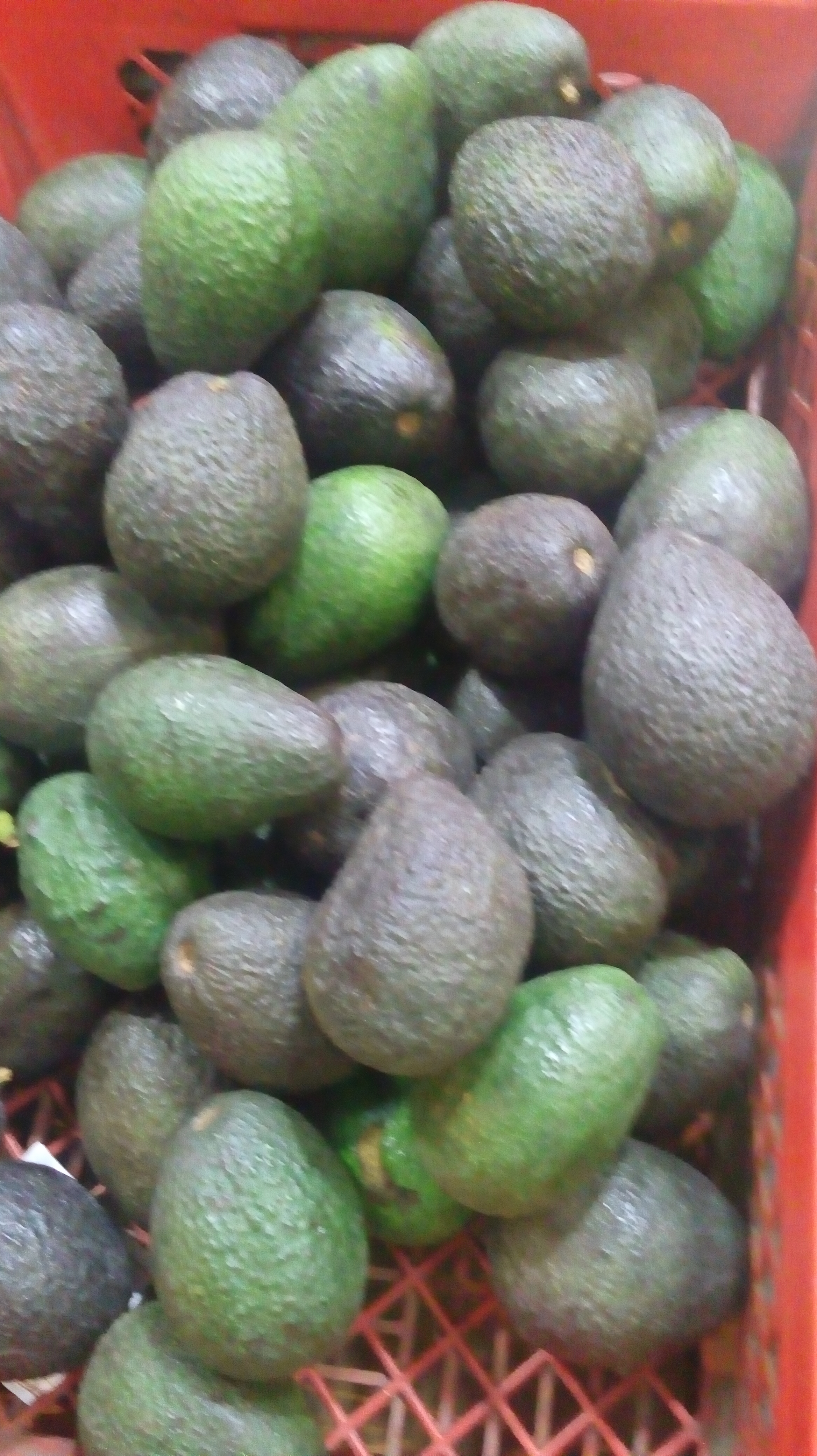 Aguacate hass
