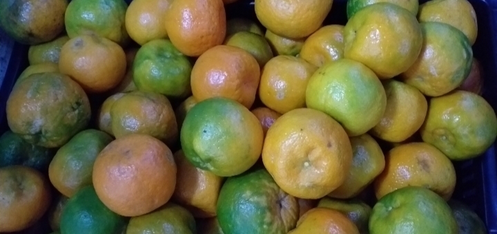 Mandarina oneca de 2da