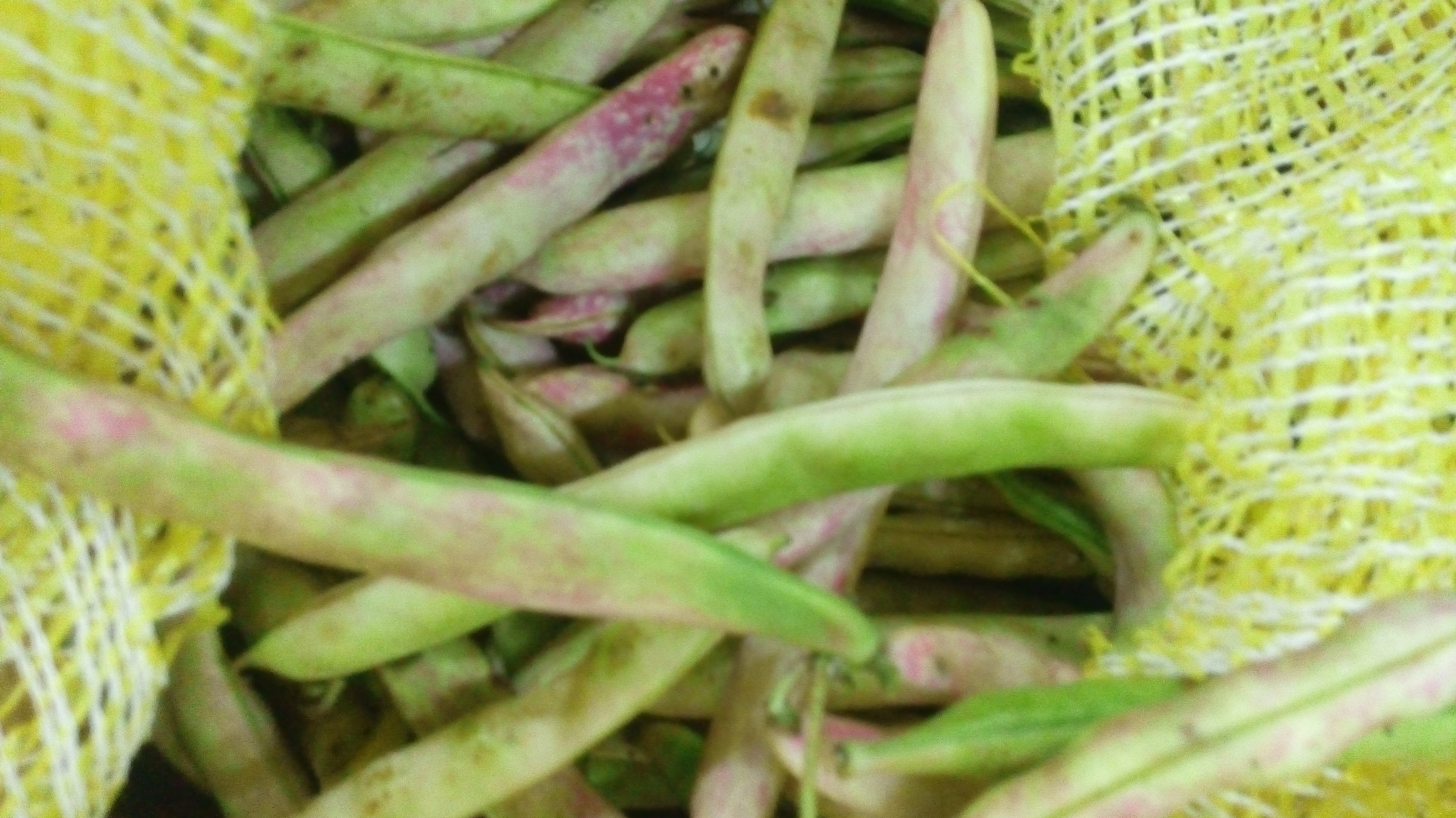 Frijol en cascara