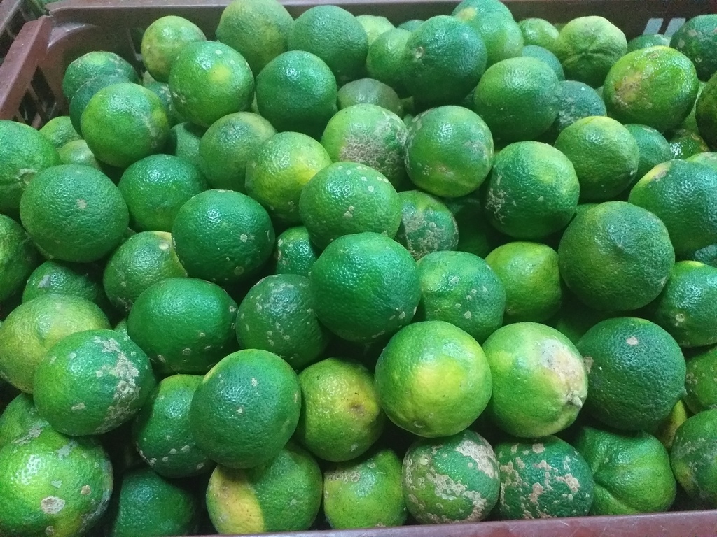 Limon mandarino