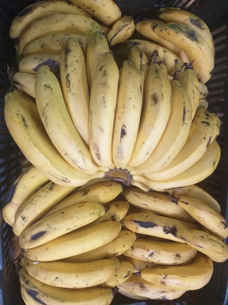 Banano
