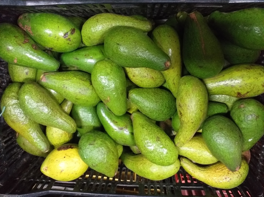 Aguacate tipo criollo
