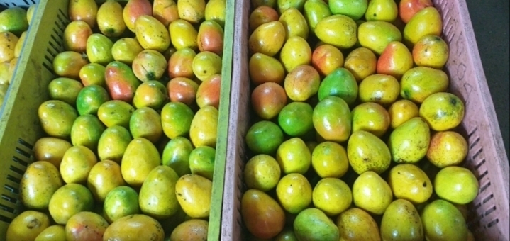 Mango criollo