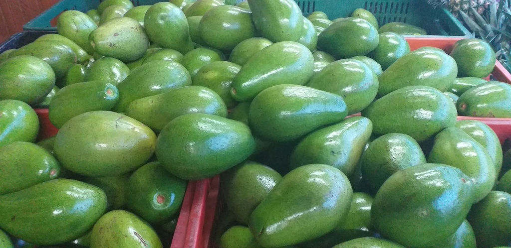 Aguacate papelillo