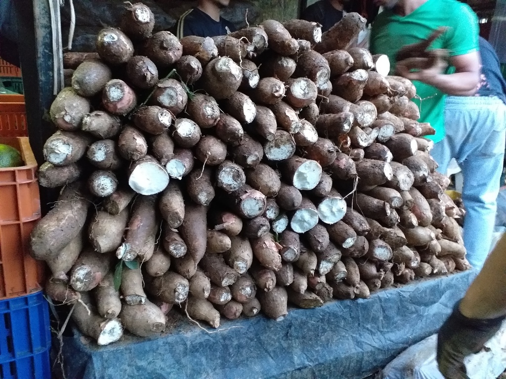 Yuca suelta playera