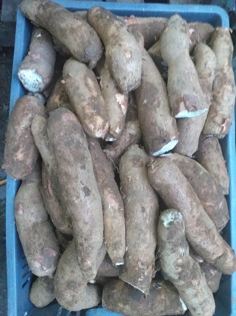 Yuca