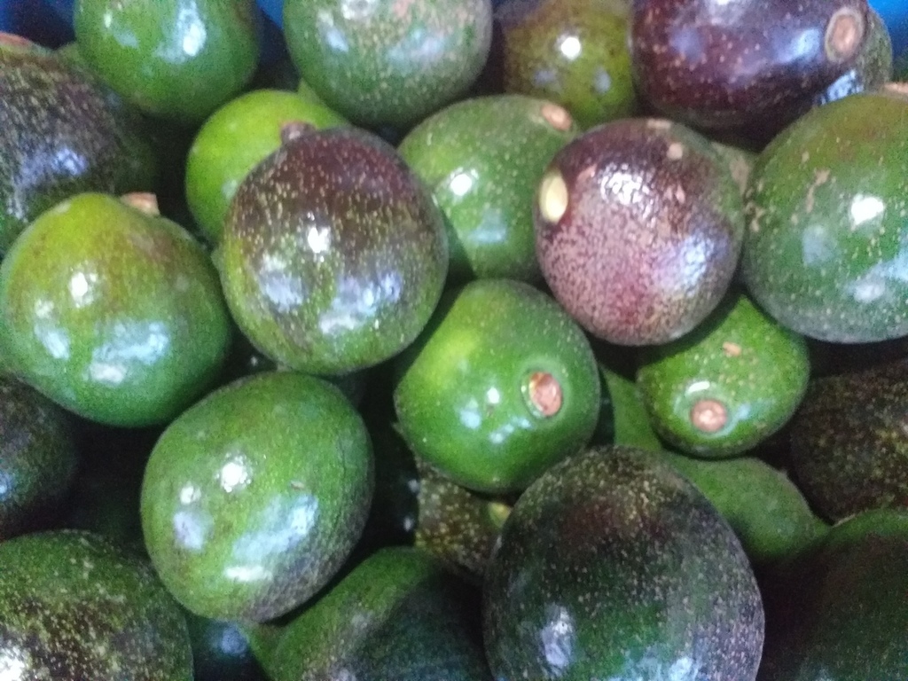 Aguacate tipo collins