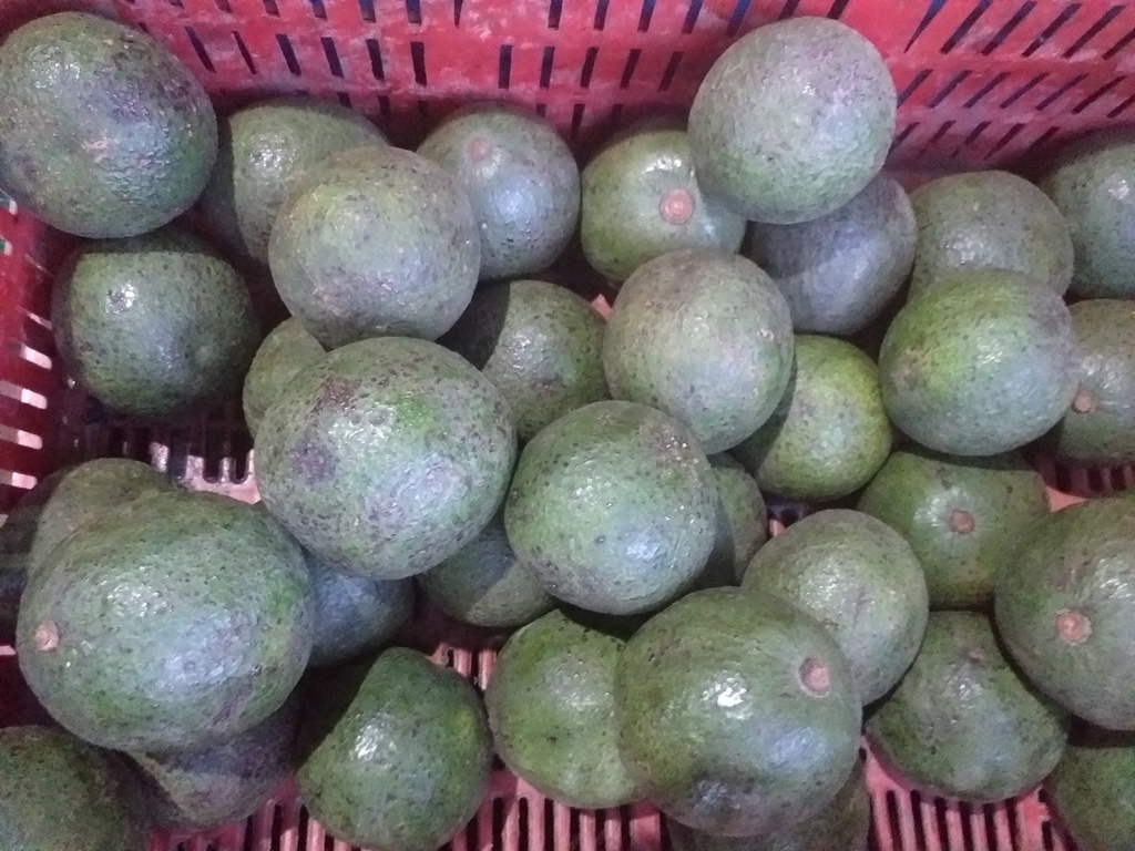 Aguacate tipo reeds