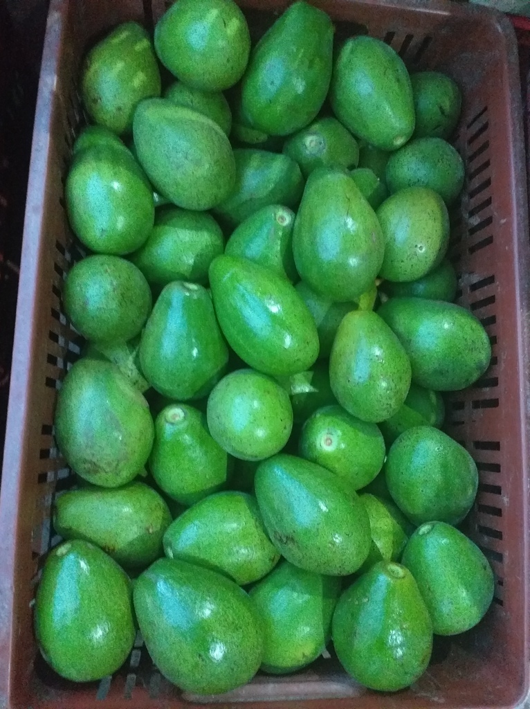Aguacate papelillo grande