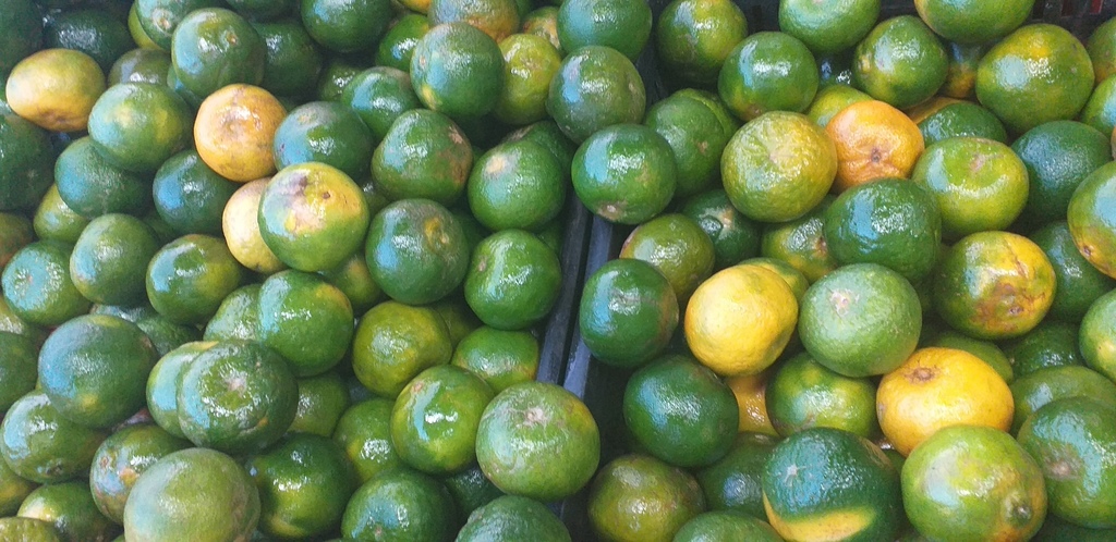 Mandarina oneca de 2da