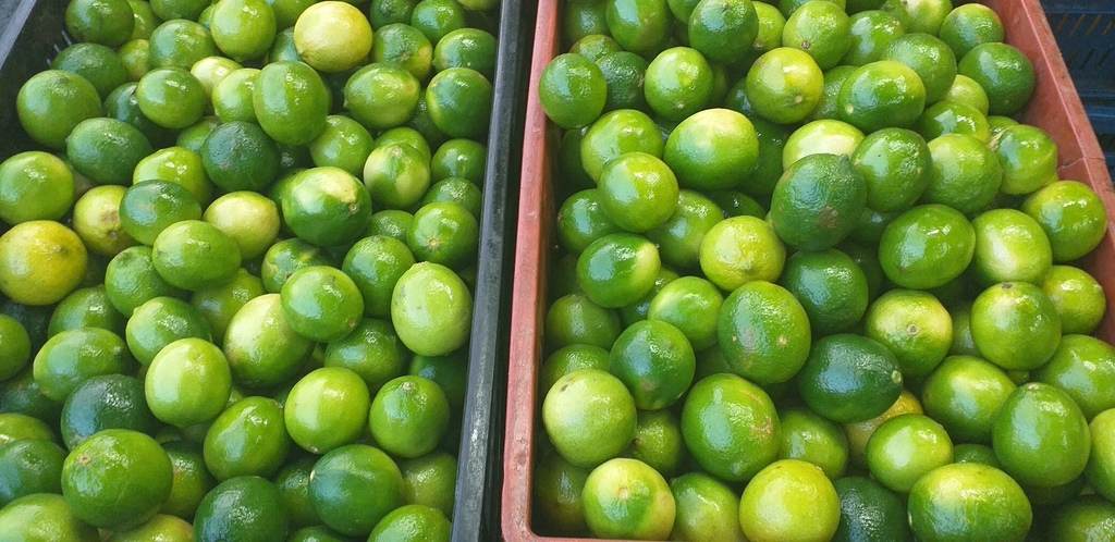 Limon tahiti