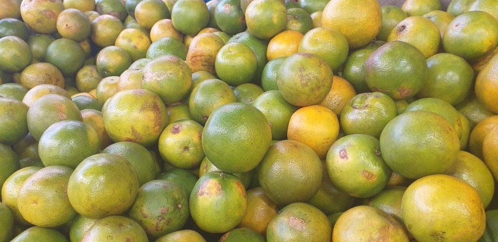 Naranja valencia