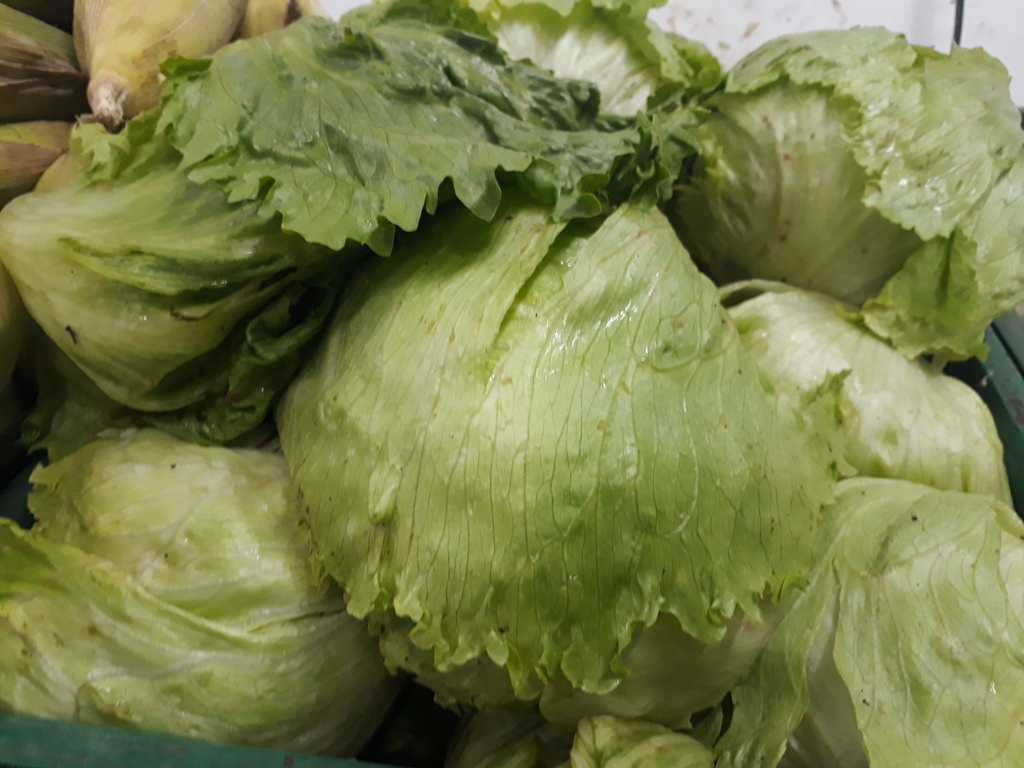 Lechuga