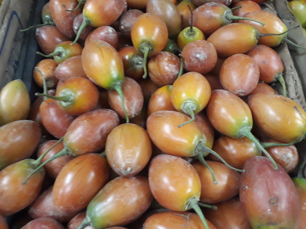 Tomate de arbol