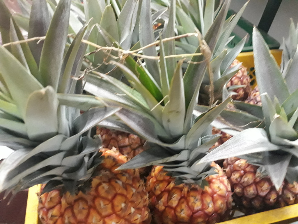 Piña oro mile
