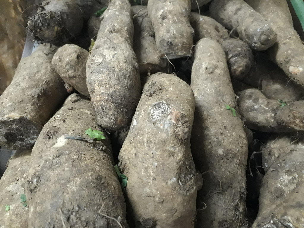 Malanga