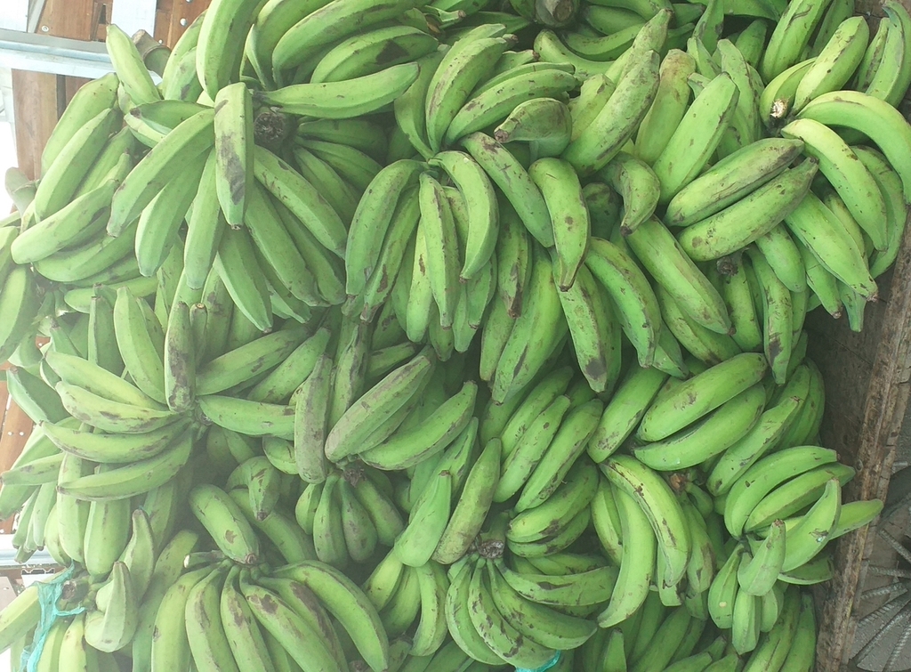 Platano verde