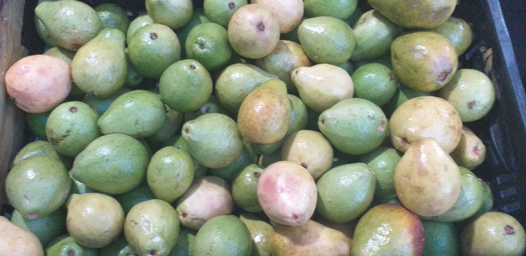 Guayaba pera