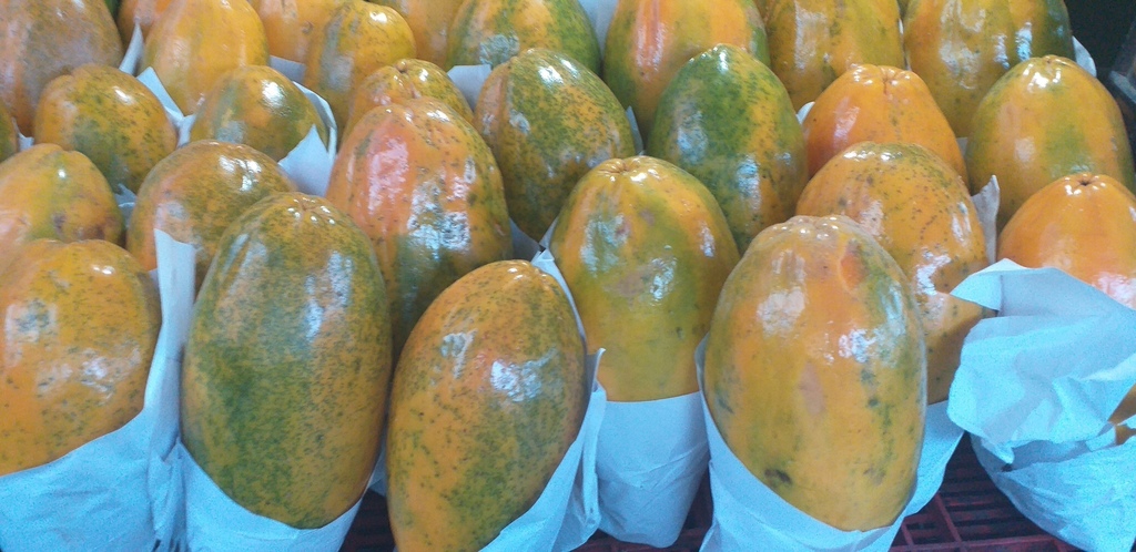 Papaya maradol