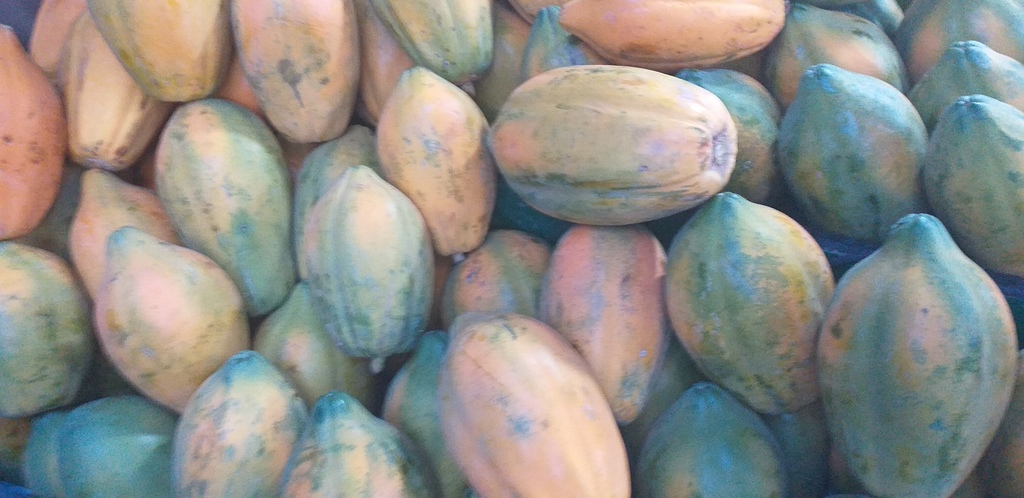Papaya tainung