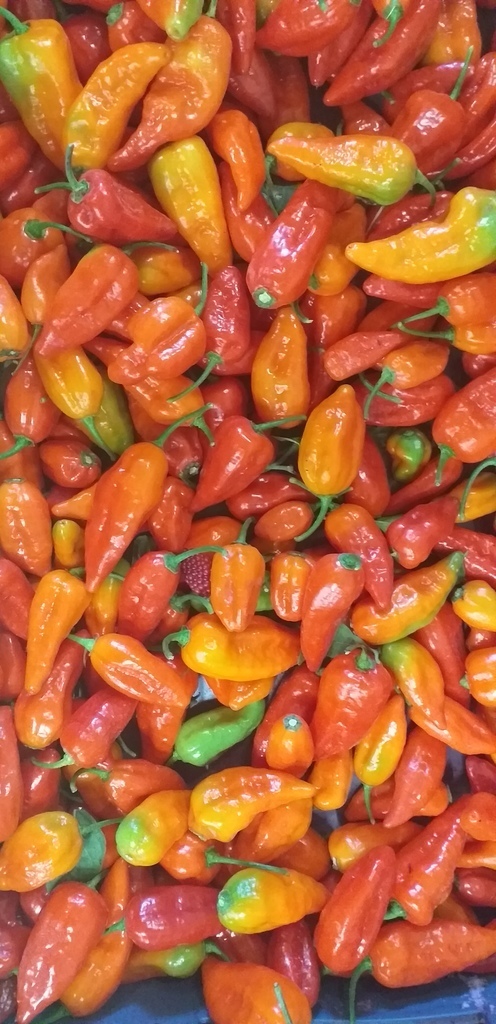 Aji dulce