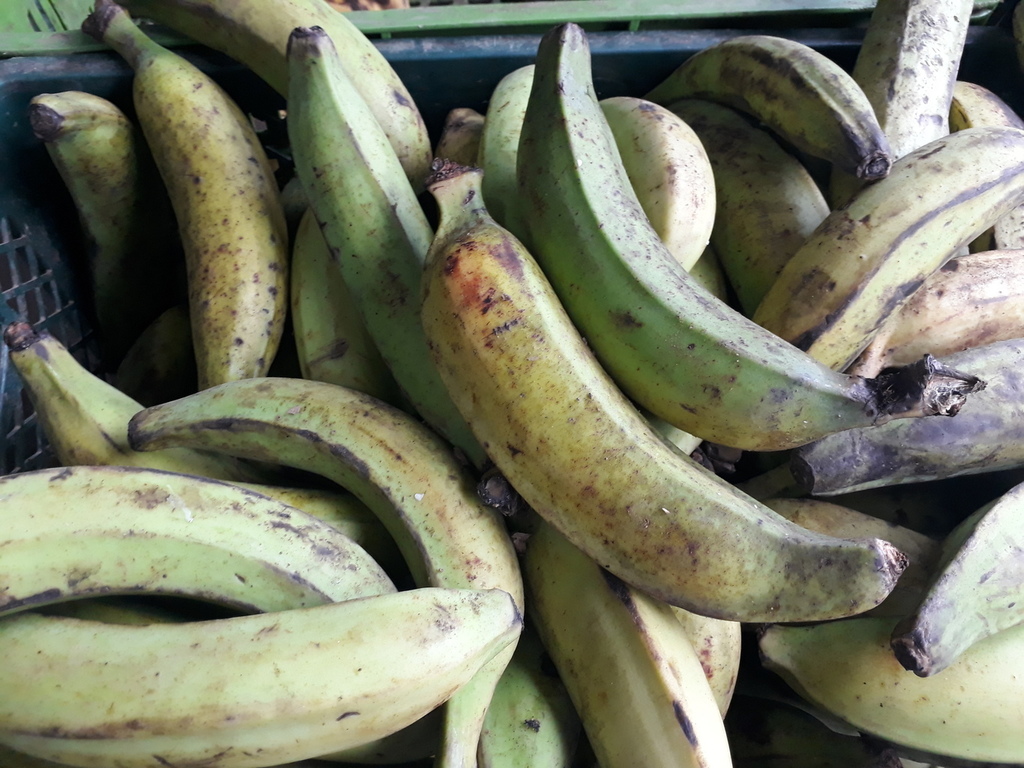 Platano de 2da