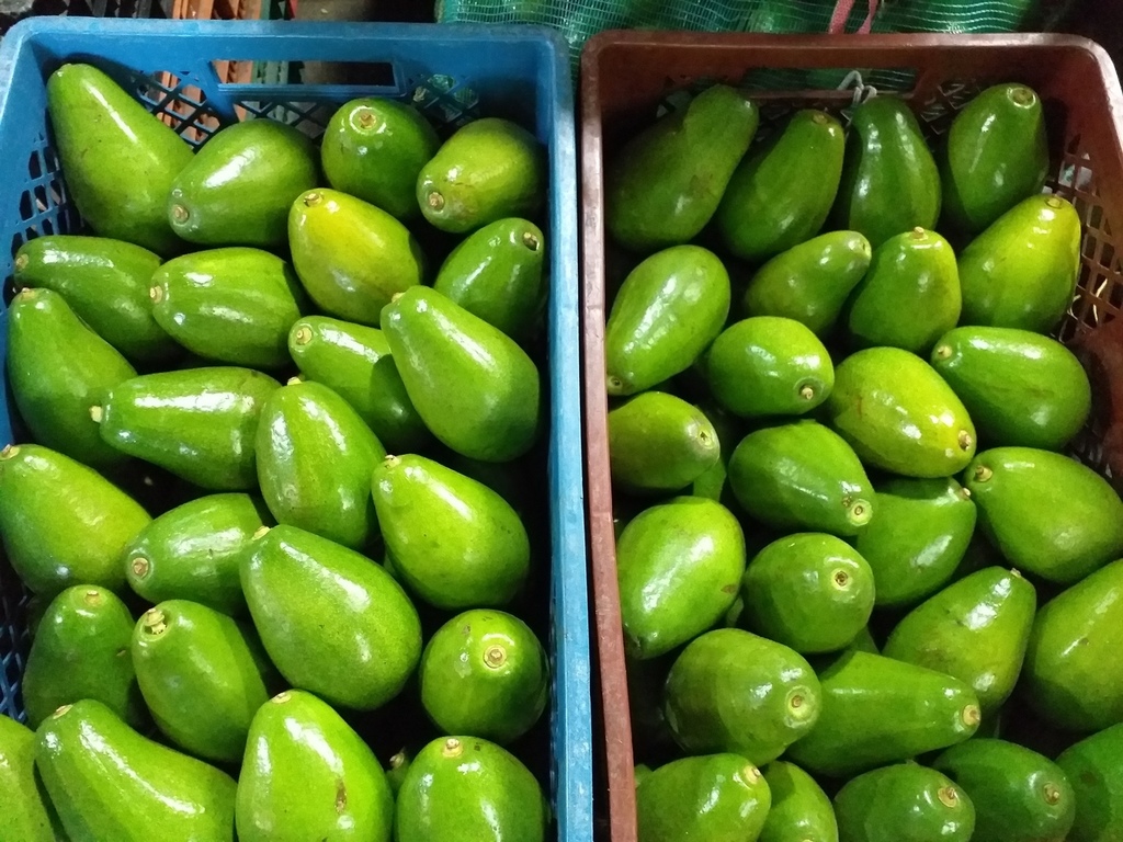 Aguacate papelillo