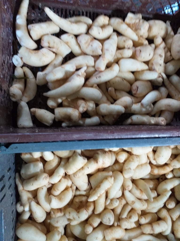 Arracacha seleccionada