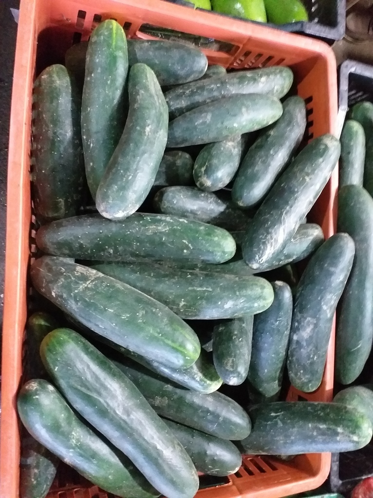 Pepino