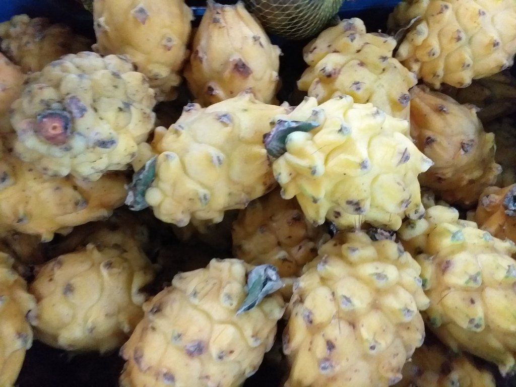 Pitaya